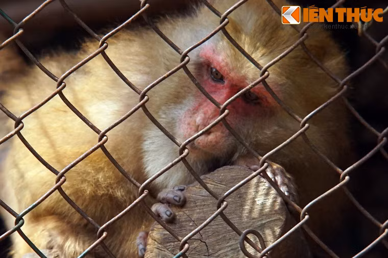 Những con khỉ ở nơi đây được nuôi trong những chiếc lồng dựng bằng lưới mắt cáo, diện tích từ 10 đến 20m2.