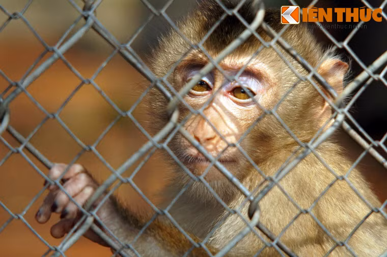 Khỉ vốn là loài động vật hiếu động, ưa không gian sinh sống rộng lớn để có thể nhảy nhót, chuyền cành. Đối với chúng, việc bị nhốt trong những chiếc lồng chật chội thật sự là tấn bi kịch.