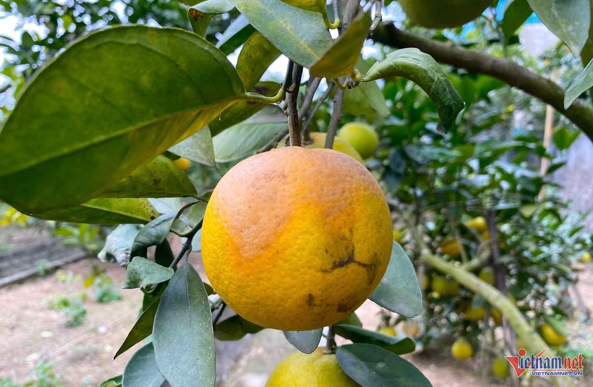 Cam “tien vua” qua rung day goc, chu vuon nhu ngoi tren dong lua-Hinh-2