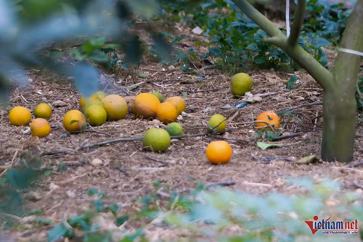 Cam “tien vua” qua rung day goc, chu vuon nhu ngoi tren dong lua-Hinh-3
