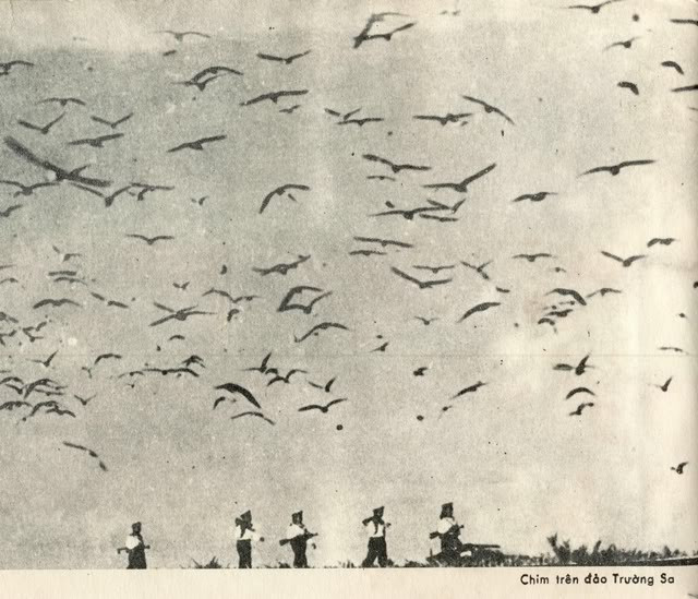 Tới ngày 6/5, khi phát hiện các tàu vận tải cỡ lớn của quân giải phóng di chuyển ra đảo Phú Quốc, bọn giặc Polpot đã rút chạy về nước. Tại đảo Thổ Chu, Hải quân Việt Nam và Polpot có đụng độ mạnh, chúng ta bắn chìm 2 tàu đổ bộ của địch, bắt giữ 400 tù binh. Nguồn ảnh: TTXVN.