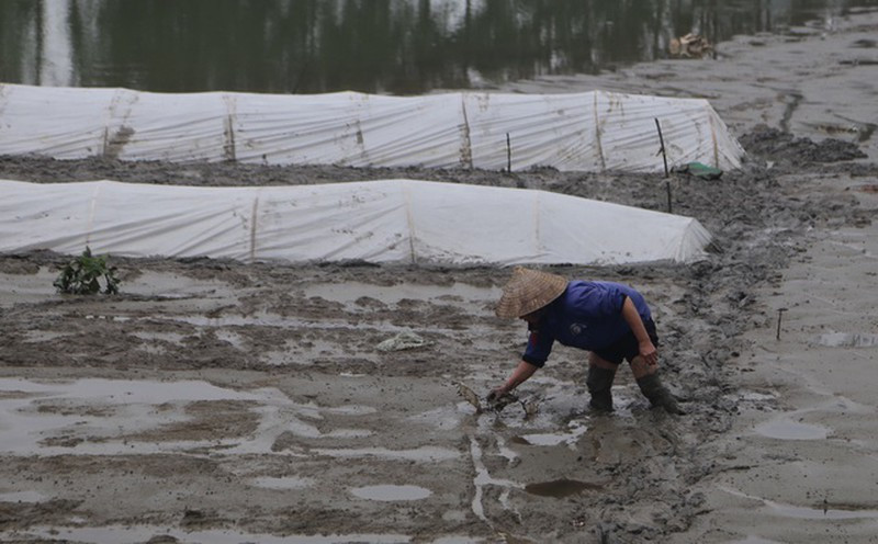 Người nông dân đi ủ mạ giống để chuẩn bị cho vụ gieo lúa xuân 2020.