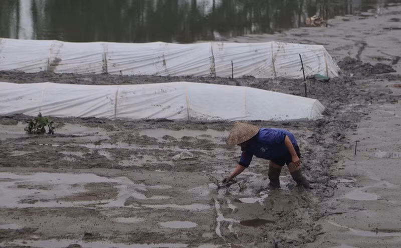 Người nông dân đi ủ mạ giống để chuẩn bị cho vụ gieo lúa xuân 2020.