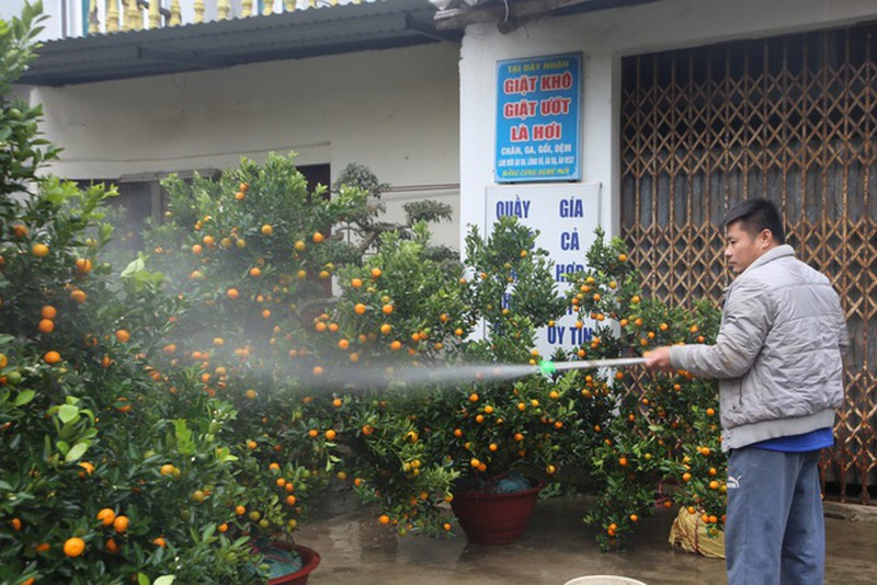 Những cây quất cảnh được bày bán dọc đường làng. Ngày 24 tháng Chạp, đã khá nhiều gia đình sắm đào quất về bày biện nhà cửa.