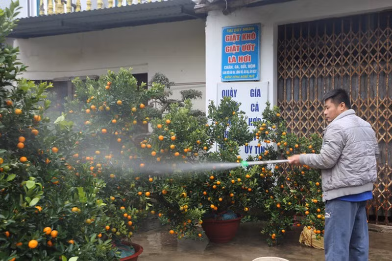 Những cây quất cảnh được bày bán dọc đường làng. Ngày 24 tháng Chạp, đã khá nhiều gia đình sắm đào quất về bày biện nhà cửa.