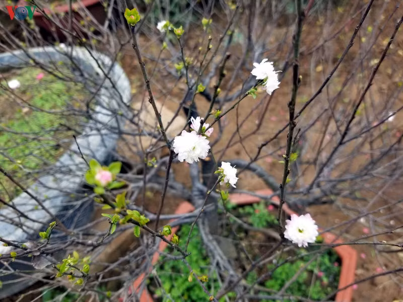 Nhất chi mai vốn nằm trong nhóm cây tứ quý: tùng- cúc- trúc- mai. Trải qua mùa đông lạnh giá, nhưng gần đến dịp Tết, mai vẫn đâm chồi, nảy nộc xanh non, ra hoa trắng muốt tinh khôi.