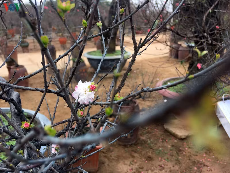 Ông Vĩnh Tiến, chủ vườn đang sở hữu hơn 50 gốc mai trắng quý tại Nhật Tân cho biết, nhất chi mai rất kén người chơi, hầu hết khách đến vườn gia đình ông tìm mai đều là khách quen. Gốc mai quý, phải mất đến cả chục năm mới lên dáng đẹp, nên các chủ vườn thường không bán mà chỉ cho thuê. Giá thuê thấp cũng từ 5-7 triệu/ gốc, thế nhưng dịp Tết vẫn không đủ hàng phục vụ người chơi. Thậm chí có những người mê nhất chi mai đến nỗi gặp được cây ưng ý thì giá nào cũng mua, nhưng không phải lúc nào cũng có cây.