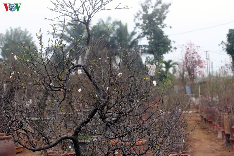 Vốn là loài cây khó trồng, kén người chơi, đến nay, số người trồng được nhất chi mai ở làng Nhật Tân (Tây Hồ, Hà Nội) cũng chỉ đếm được trên đầu ngón tay.