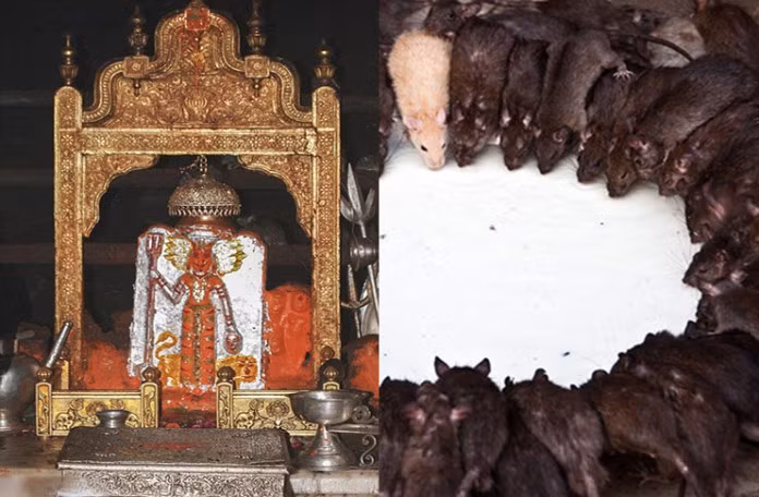 Giai ma bieu tuong chuot cuc doc trong con mat nguoi xua