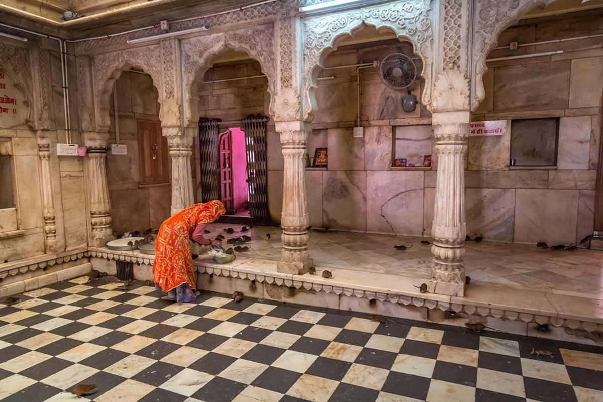 Do vậy, các tín đồ Hindu thường tới đền thờ Karni vuốt ve lũ chuột, cho ăn và để chúng chạy qua chân vì tin rằng sẽ mang lại nhiều may mắn.