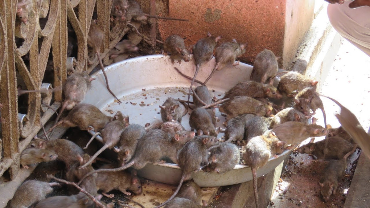 Thêm nữa, người dân tin rằng, nếu một con chuột bạch vô tình chạy qua chân thì bạn sẽ được ban phước lành.