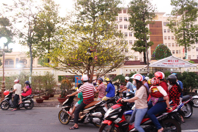 Chiem nguong cay mai 90 nam tuoi duoc rao ban 1 ty dong-Hinh-9