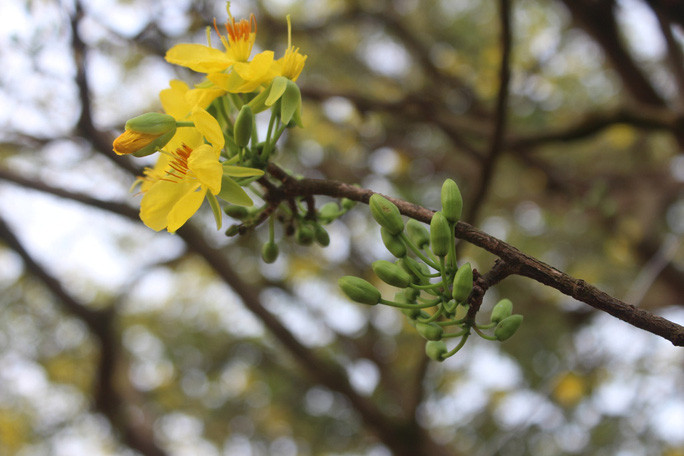 Chiem nguong cay mai 90 nam tuoi duoc rao ban 1 ty dong-Hinh-8