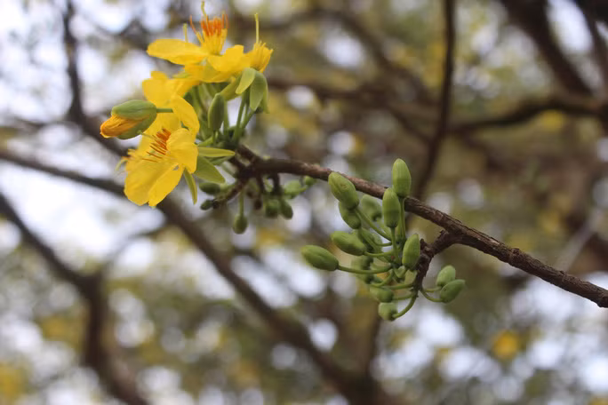 Chiem nguong cay mai 90 nam tuoi duoc rao ban 1 ty dong-Hinh-8