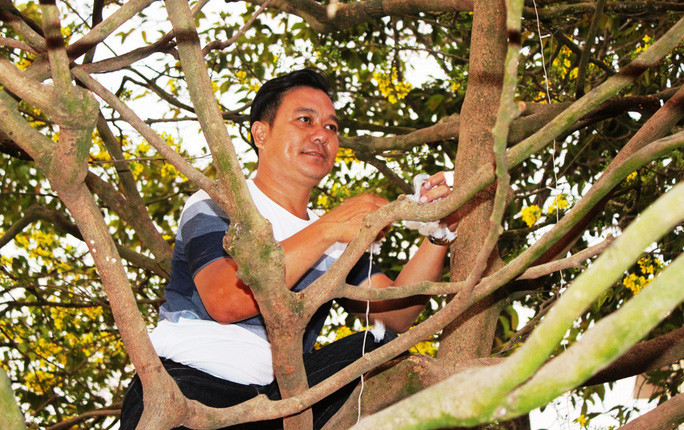 Chiem nguong cay mai 90 nam tuoi duoc rao ban 1 ty dong-Hinh-2