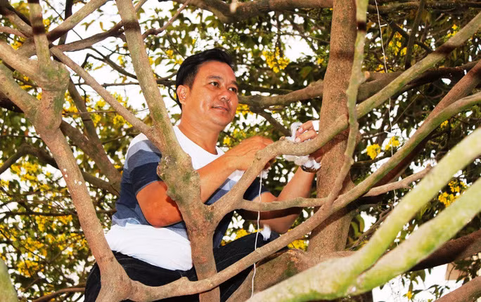 Chiem nguong cay mai 90 nam tuoi duoc rao ban 1 ty dong-Hinh-2