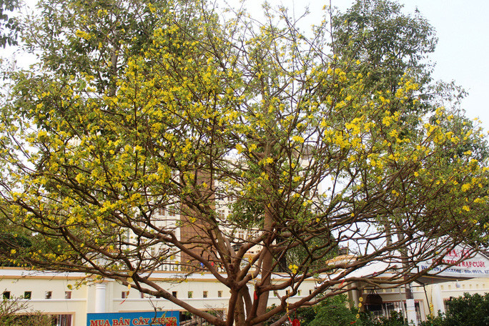 Chiem nguong cay mai 90 nam tuoi duoc rao ban 1 ty dong-Hinh-5