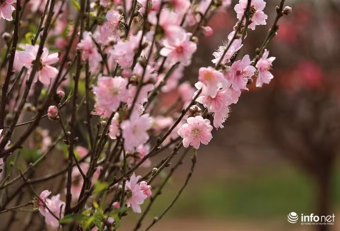 Một chủ vườn đào cho biết: “Nhà tôi trồng đào tại vườn Nhật Tân, có đào nở sớm nên bán từ đầu tháng 12 Âm lịch. Trước Tết có đợt nóng, đào nở khá sớm nên giá còn rẻ, hy vọng những ngày cận Tết thời tiết sẽ không nóng nữa".