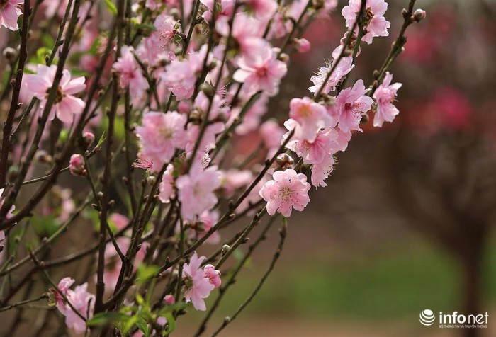 Một chủ vườn đào cho biết: “Nhà tôi trồng đào tại vườn Nhật Tân, có đào nở sớm nên bán từ đầu tháng 12 Âm lịch. Trước Tết có đợt nóng, đào nở khá sớm nên giá còn rẻ, hy vọng những ngày cận Tết thời tiết sẽ không nóng nữa".
