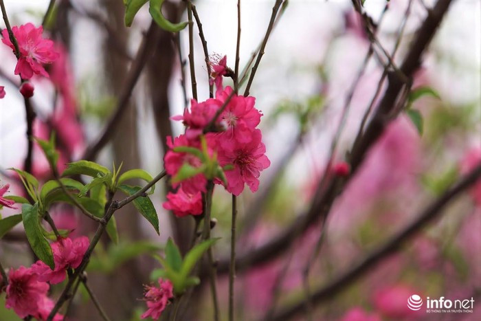 Bà Loan, người làng Nhật Tân cho biết, hoa đào nở rộ sớm sẽ không được giá, khách đến vườn bỏ tiền ra mua nhưng không ưng ý, gia đình bà Loan đang bán tại vườn, giá những cành đào nhỏ chỉ khoảng 30.000- 50.000 đồng/ cành, còn những cây đào thế có giá khoảng từ vài trăm ngàn đến hơn 1 triệu đồng.