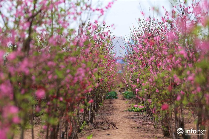 Vuon dao Nhat Tan do ruc chuan 