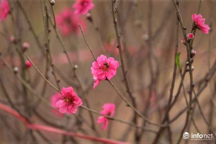 Hàng nghìn gốc đào nở tạo nên một khung cảnh thơ mộng giữa Thủ đô.