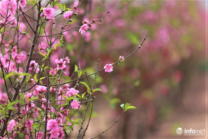 Những bông hoa đào khoe sắc rực rỡ trong ánh nắng ban mai.