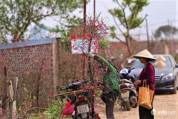 Không riêng gì làng đào Nhật Tân, đào đã len lỏi vào khắp các ngõ phố Hà Nội, tấp nập người mua kẻ bán
