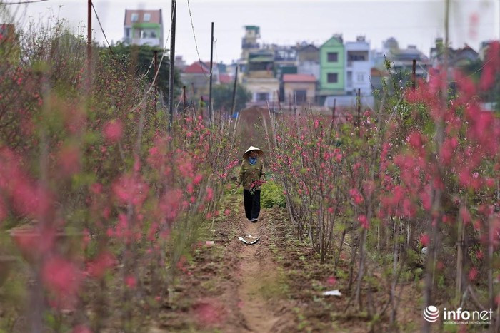 Với người dân Nhật Tân, đây là thời điểm bận rộn nhất vì các gia đình luôn phải đón khách đến vườn mua đào và cắt cành đào mang ra chợ bán.