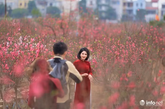 Không chỉ dành cho khách đến vườn mua đào về chưng Tết, thời điểm này, làng đào còn là để mọi người đến chụp ảnh Tết.