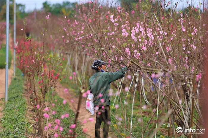 Năm nay, do thời tiết không có nhiều đợt rét đậm nên hoa đào Nhật Tân hầu hết đều bung nở trước Tết khiến làng đào khoe sắc rực rỡ.