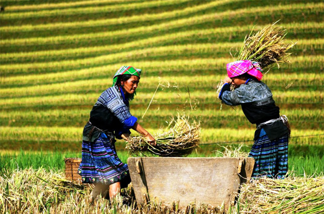 Ruộng bậc thang Mù Cang Chải trải dài trên diện tích 330 ha thuộc địa bàn 3 xã: La Pán Tẩn, Chế Cu Nha, Dế Xu Phình.