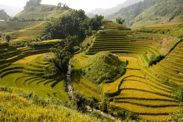 Đặc biệt, vào mùa lúa chín (giữa tháng 9, đầu tháng 10), khu ruộng bậc thang trở nên rực rỡ màu và tuyệt đẹp hơn bao giờ.