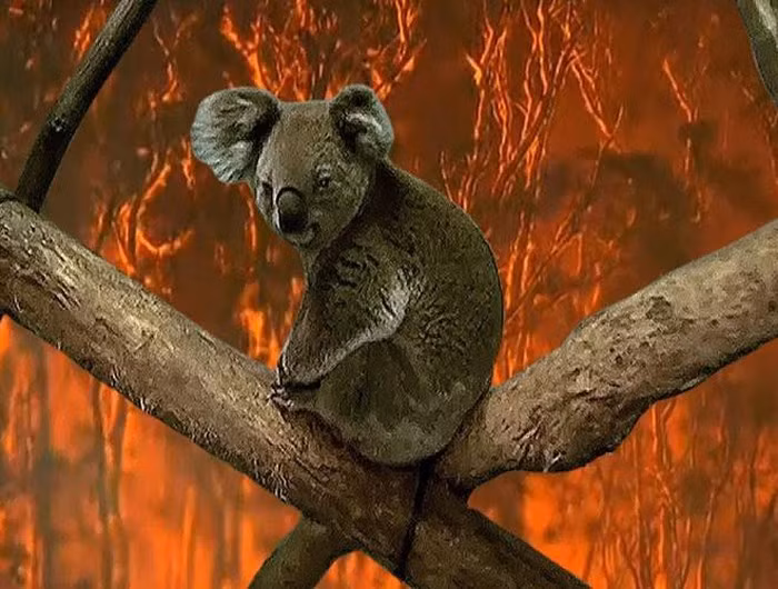 2020 theo dự báo của nhà tiên tri Bulgaria sẽ là một năm nhiều thiên tai