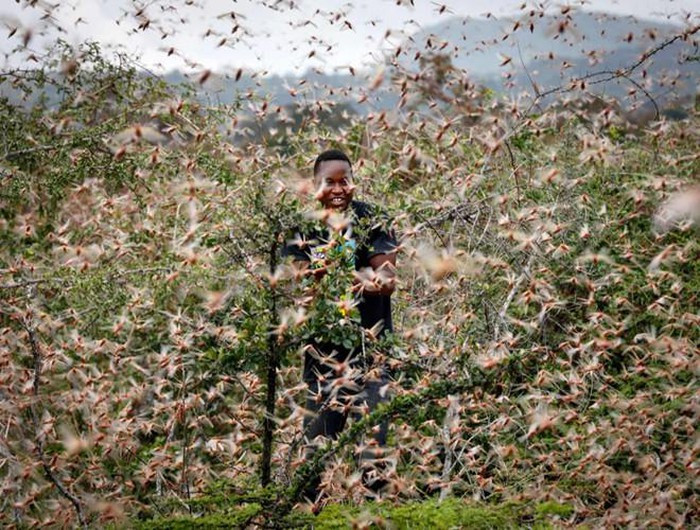 Châu chấu tàn phá mùa màng tại châu Phi