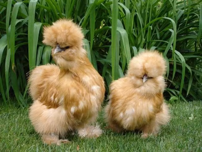 Silkie có da và xương màu đen. Thịt cũng được sử dụng trong y học Trung Quốc vì chứa gấp đôi lượng Carnitine so với các loại thịt gà khác. Carnitine có đặc tính chống lão hóa.