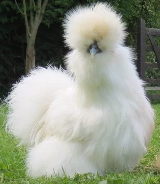 Người ta tin rằng loại gà này có từ thời nhà Hán ở Trung Quốc khoảng năm 206 trước Công Nguyên.