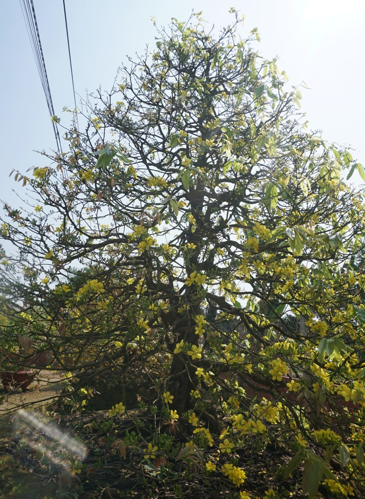 Can canh nhung cay mai vang tram tuoi, gia bac ty khoe sac dau xuan-Hinh-3