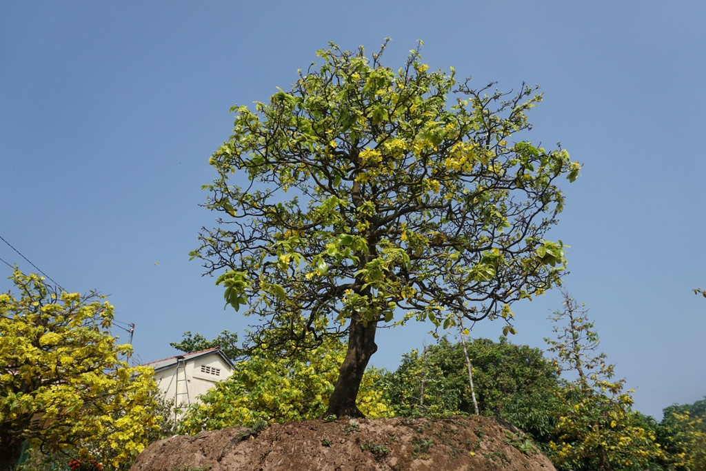 Can canh nhung cay mai vang tram tuoi, gia bac ty khoe sac dau xuan-Hinh-6