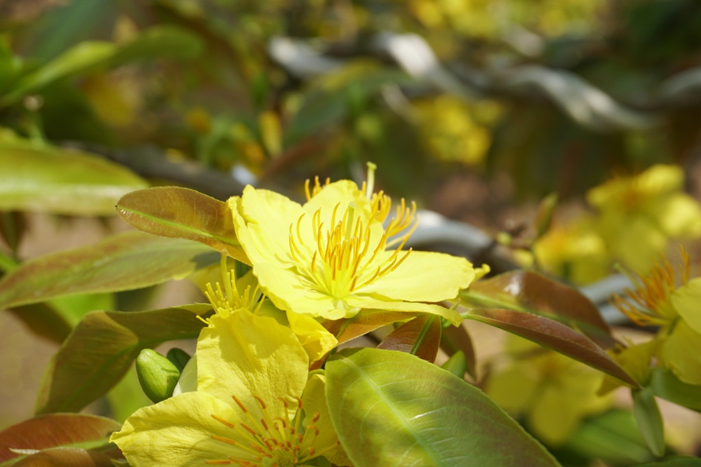 Can canh nhung cay mai vang tram tuoi, gia bac ty khoe sac dau xuan-Hinh-4