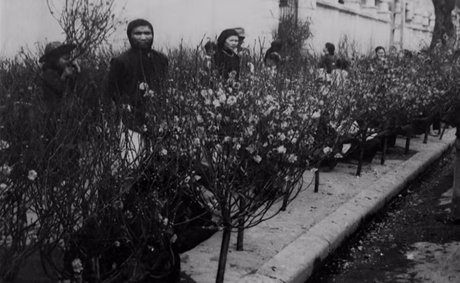 Những cành đào đua nhau khoe sắc được bày bán ở một con phố ở Hà Nội.