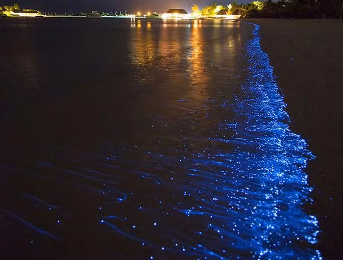 Theo các nhà nghiên cứu khoa học, mỗi gallon nước (khoảng 3,8 lít) có hơn 700.000 sinh vật đơn bào phát sáng. Chính vì thế mà vào ban đêm sẽ là thời điểm đẹp nhất ngắm nhìn Mosquito, nước tại vùng vịnh xuất hiện dải ánh sáng xanh diệu kỳ