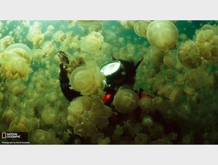 Cũng nhờ chính ánh sáng xanh đó, Mosquito đã là nơi quy tụ, sinh sống của rất nhiều loài, trong đó có tảo Dinoflagellate. Ánh sáng xanh là vũ khí tự vệ giúp tảo Dinoflagellate tránh được kẻ thù