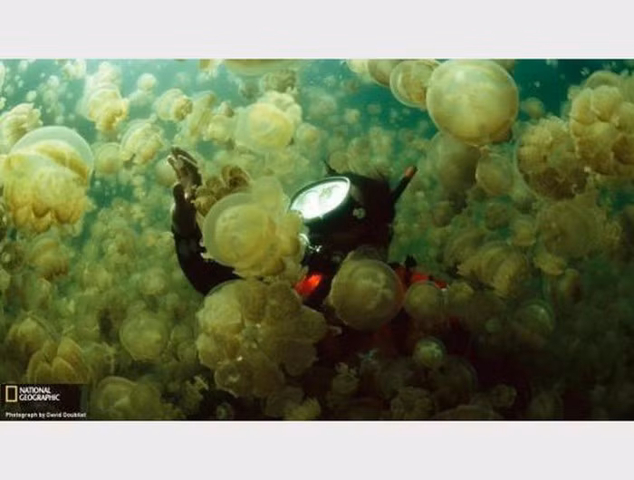 Cũng nhờ chính ánh sáng xanh đó, Mosquito đã là nơi quy tụ, sinh sống của rất nhiều loài, trong đó có tảo Dinoflagellate. Ánh sáng xanh là vũ khí tự vệ giúp tảo Dinoflagellate tránh được kẻ thù