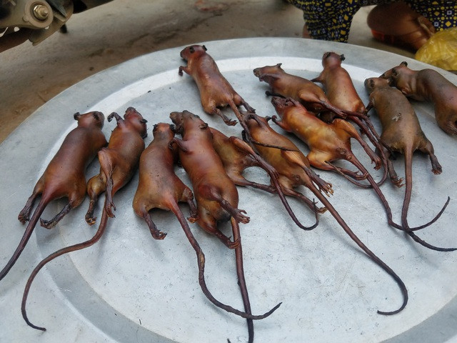 Đến một ngày, người Dao Tiền phát hiện ra ở khu rừng quanh bản có rất nhiều chuột. Chính vì vậy, họ đã nảy ra ý định bắt chuột làm thức ăn để vượt qua cái đói, cái rét.