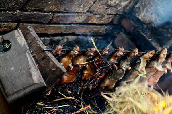 Mỗi dân tộc ở Việt Nam có truyền thống đón Tết độc đáo. Trong số này, người Dao Tiền ở xã Tân Pheo, huyện vùng cao Đà Bắc, tỉnh Hòa Bình có tập tục cúng thịt chuột ngày Tết vô cùng thú vị và độc đáo.