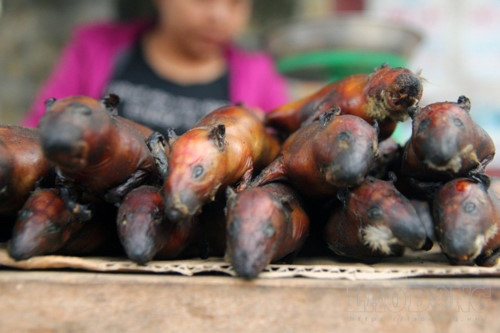 Nghi lễ này cũng được người Dao Tiền thực hiện nhằm tưởng nhớ đến tổ tiên khai bản lập làng. Sau này người dân cúng các "ma làng, ma sông, ma suối" cũng dùng thịt chuột để tế lễ.