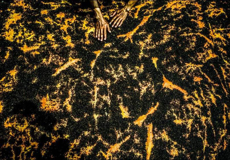 Phơi hạt tiêu trên tấm vải dầu.