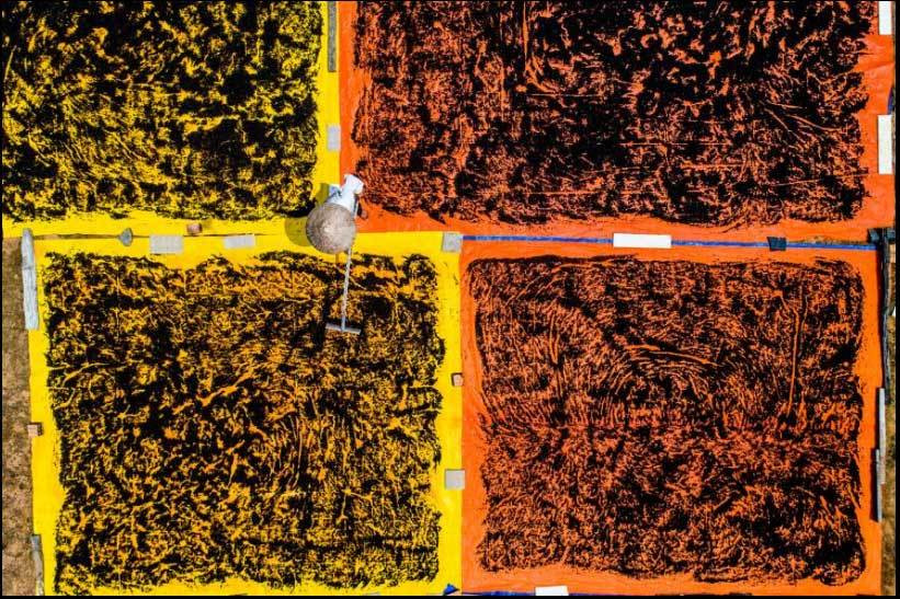 Phơi hạt tiêu giữa nắng chiều.