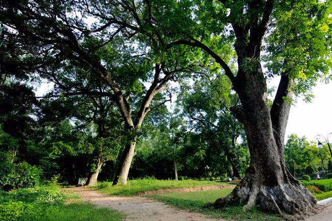 Tại đây, du khách có thể chiêm ngưỡng toàn thể khu thành cổ Sơn Tây và gom vào tầm mắt thiên nhiên xanh mát của những bờ cỏ xanh tươi, những hàng cây cơm nguội thay lá mới vào mùa xuân, hoa gạo của tháng 3, phượng đỏ rực một góc trời vào mùa hè, hay sắc vàng của những hàng bồ kết dại vào mùa đông…
